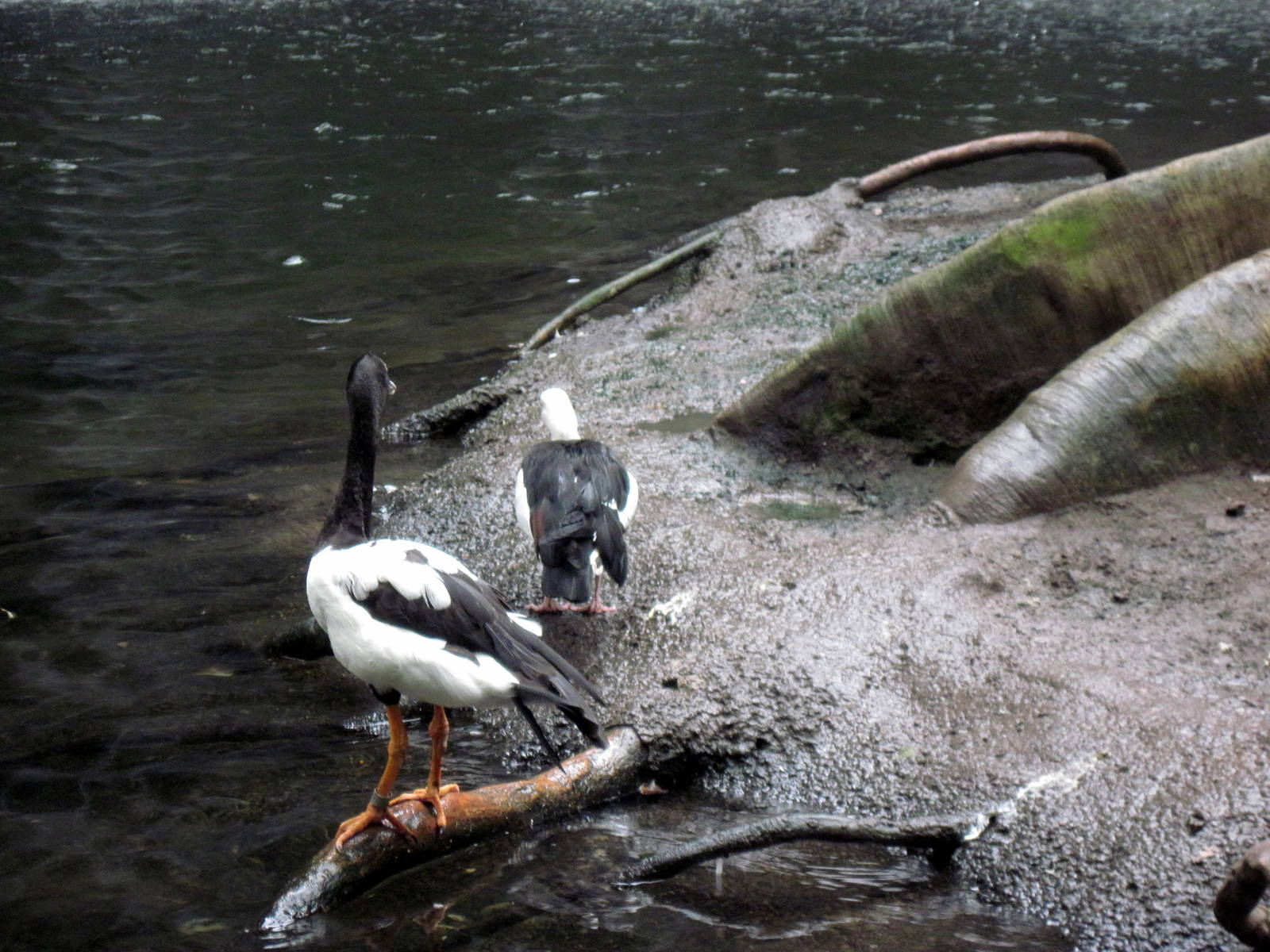 Lied Jungle-Magpie Goose and Radjah Shelduck