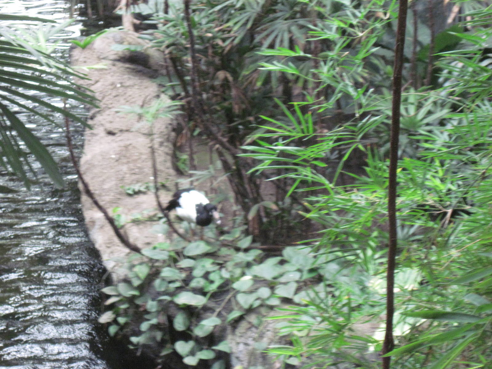 Lied Jungle-Magpie Goose