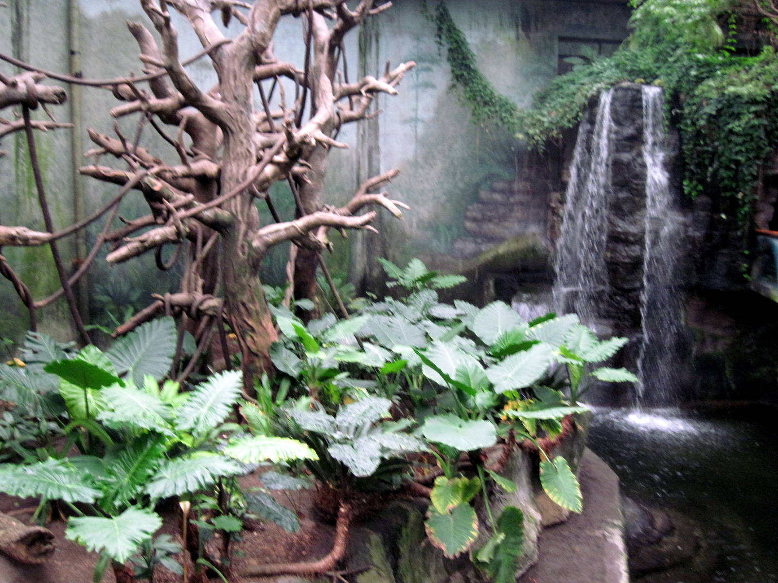 Lied Jungle-Malayan Tapir/Francois Langur Exhibit