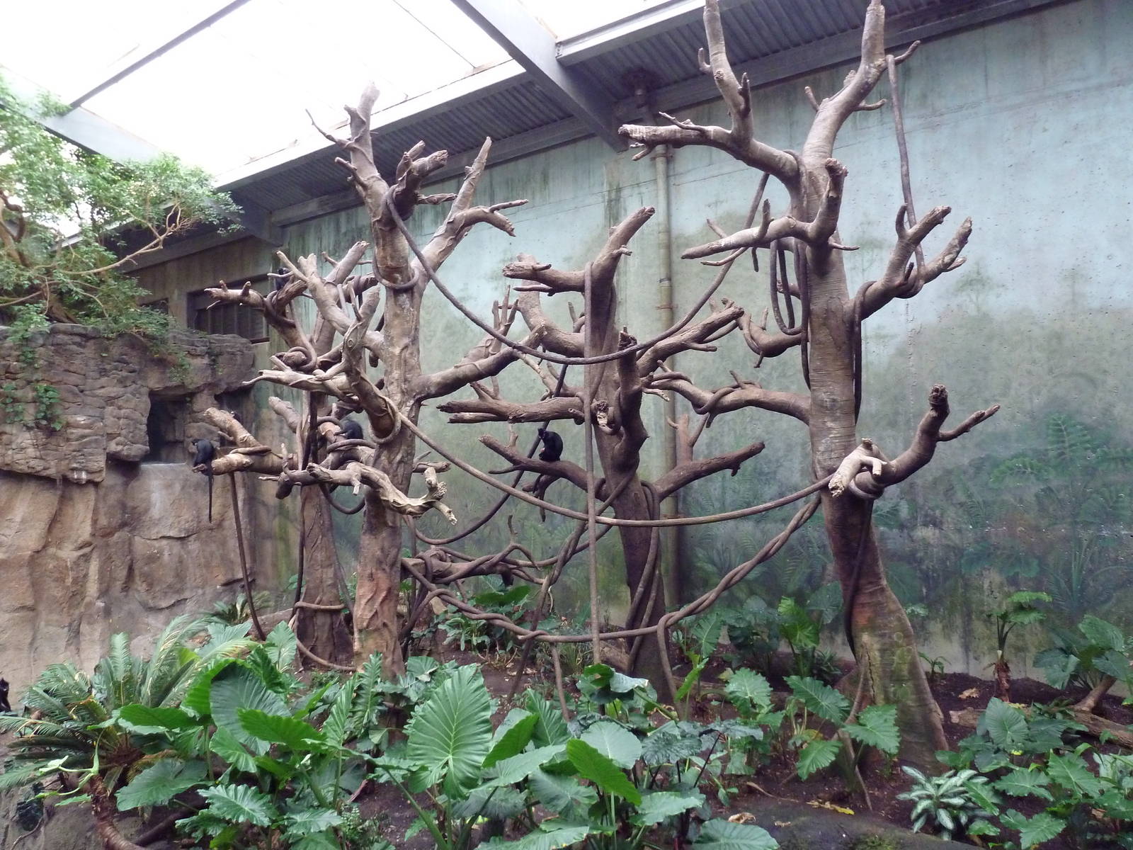 Lied Jungle - Malayan Tapir/Francois Langur Exhibit
