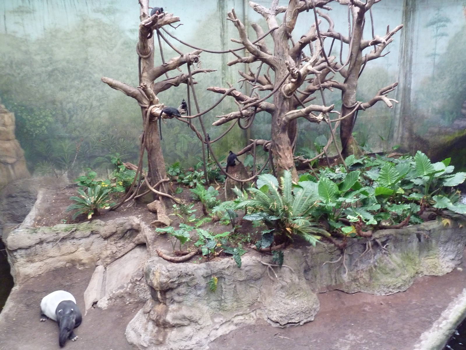 Lied Jungle - Malayan Tapir/Francois Langur Exhibit