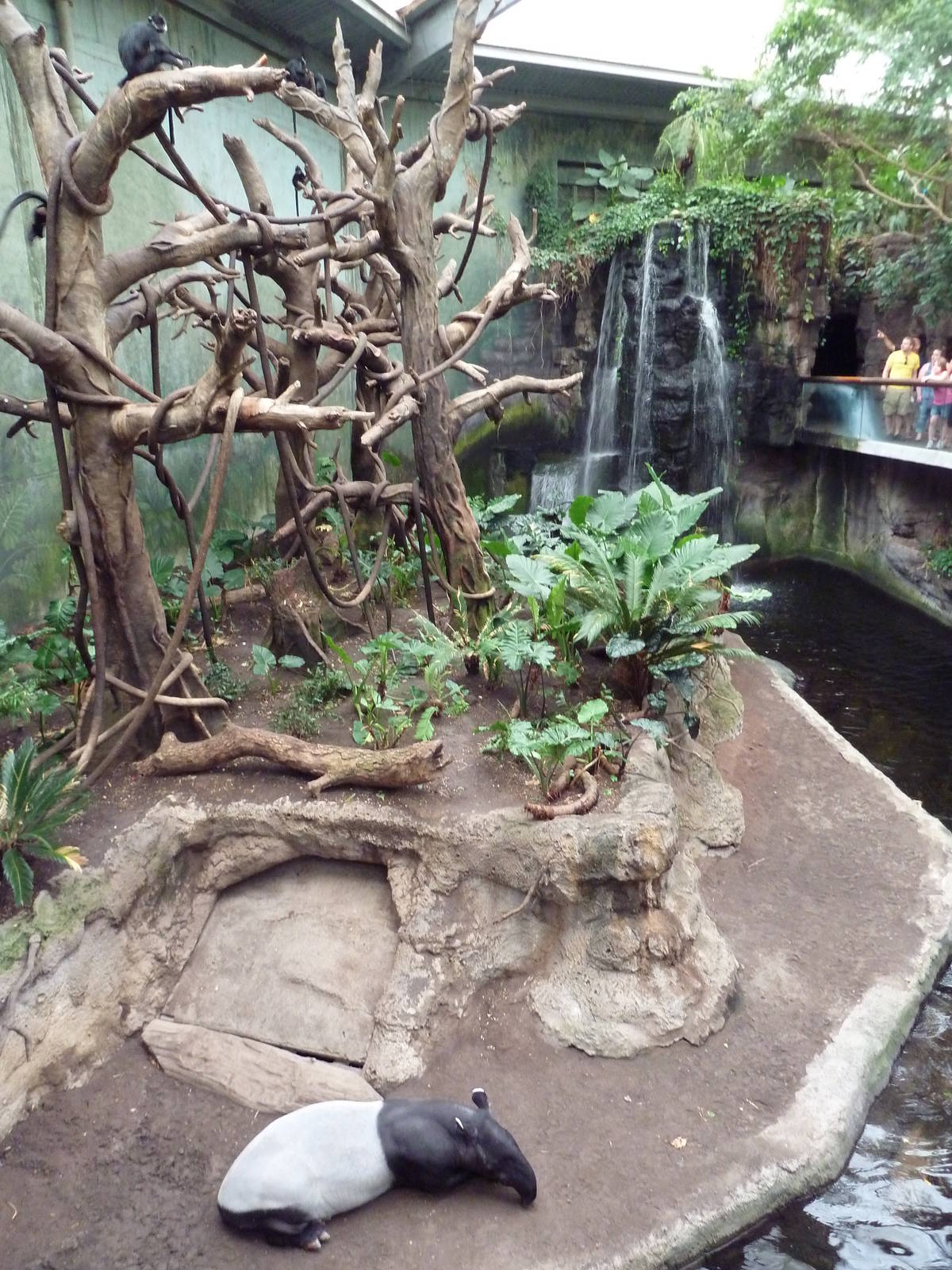Lied Jungle - Malayan Tapir/Francois Langur Exhibit