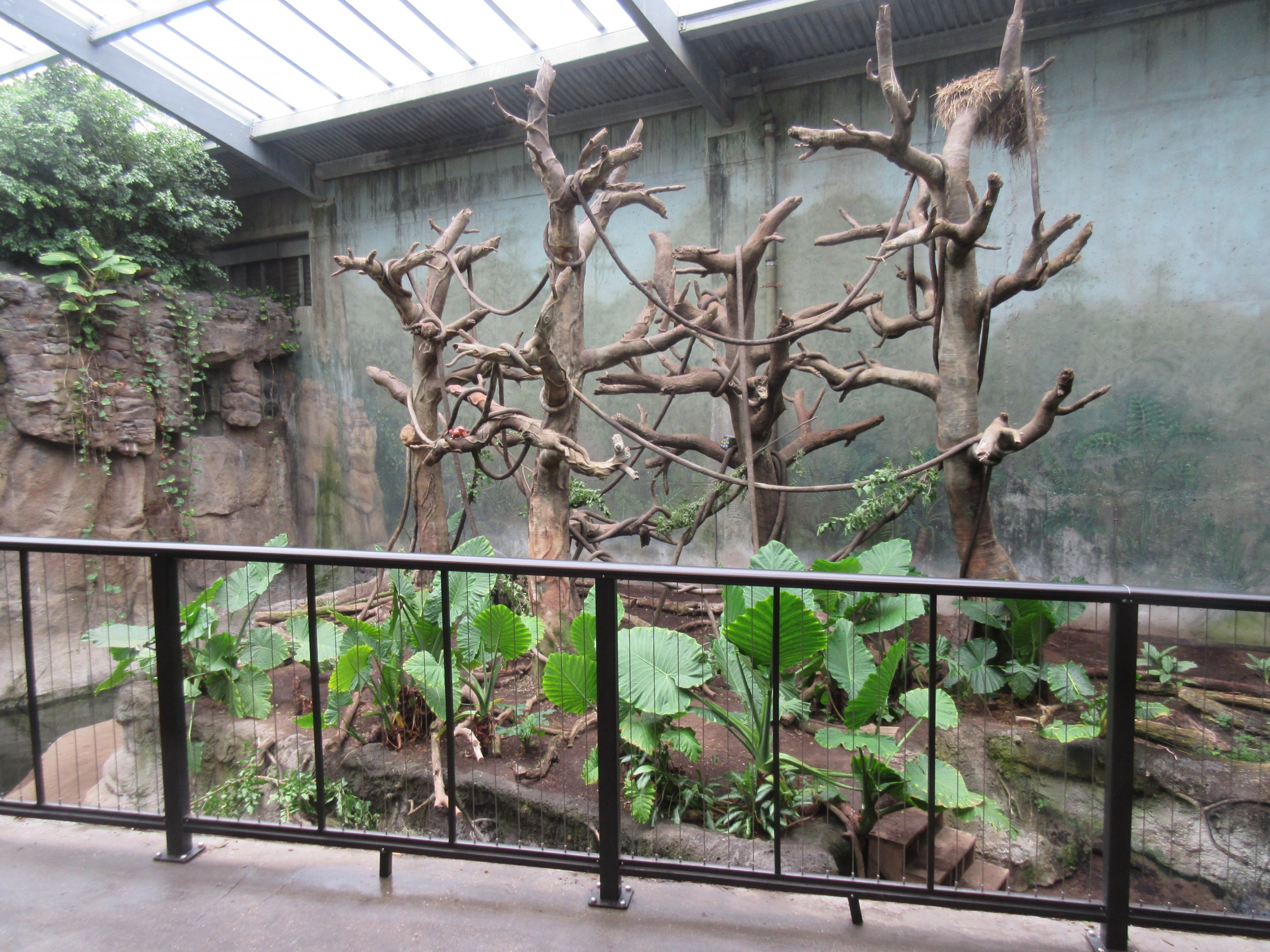 Lied Jungle - Malayan Tapir/Francois Langur Exhibit