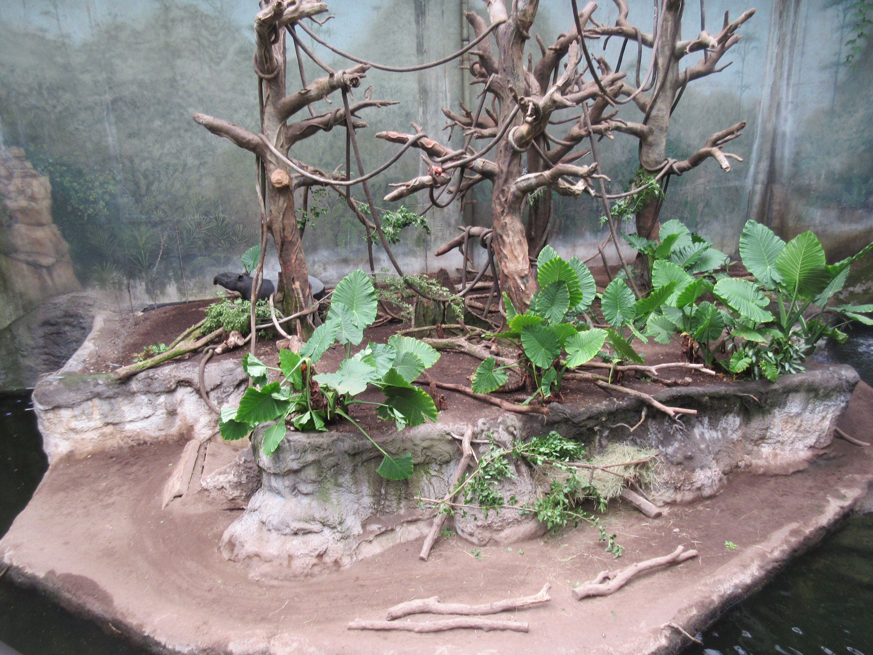 Lied Jungle - Malayan Tapir/Francois Langur Exhibit