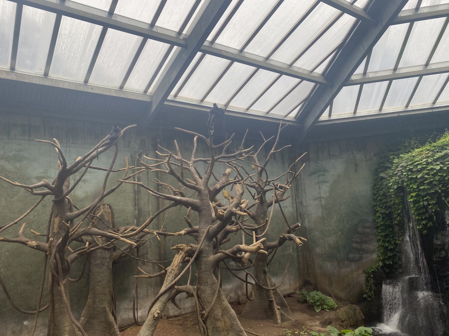 Lied Jungle- Malayan Tapir/Francois’ Langur/Müller’s Gray Gibbon Exhibit