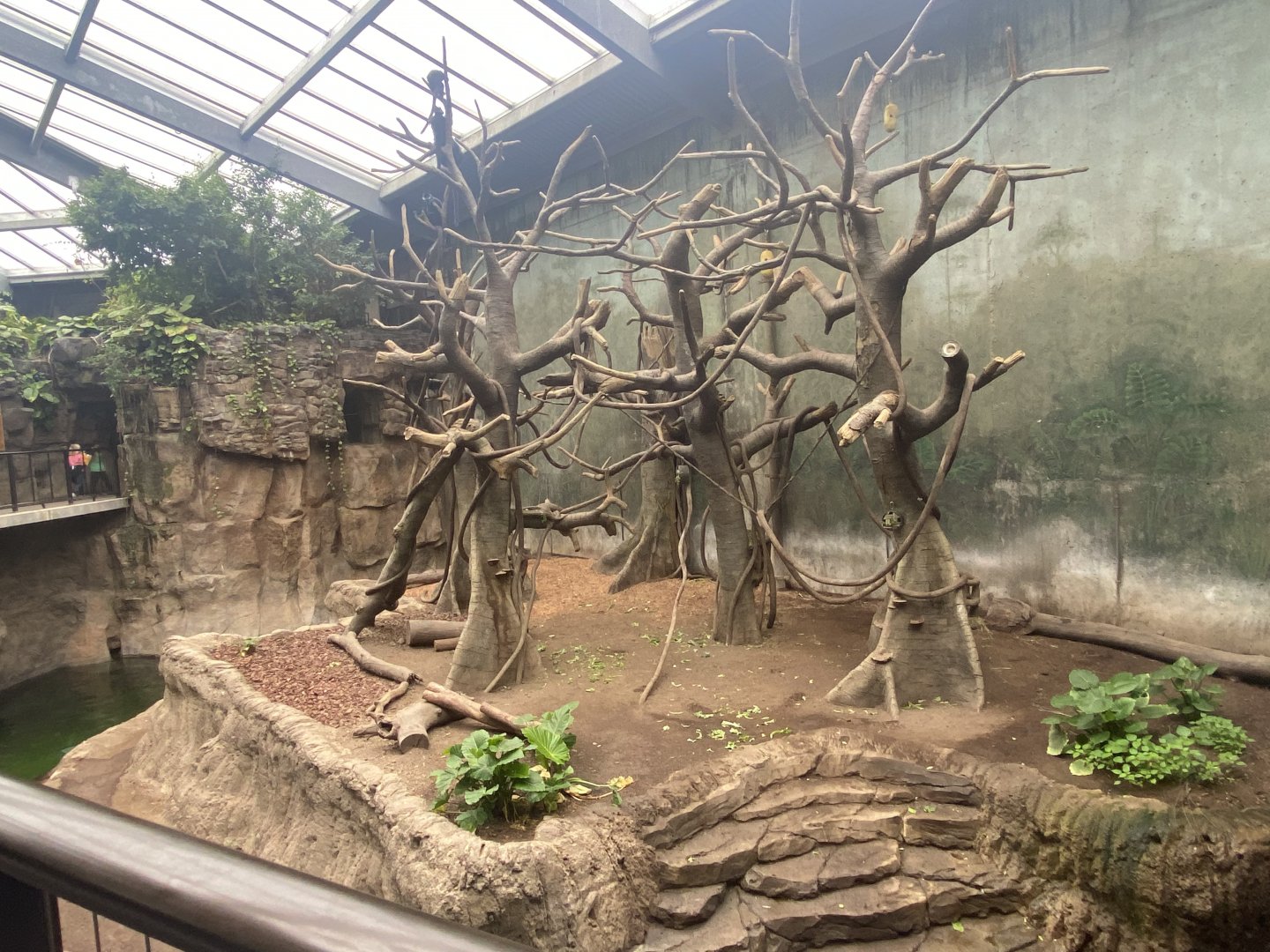 Lied Jungle - Malayan Tapir/Francois’ Langur/Müller’s Gray Gibbon Exhibit