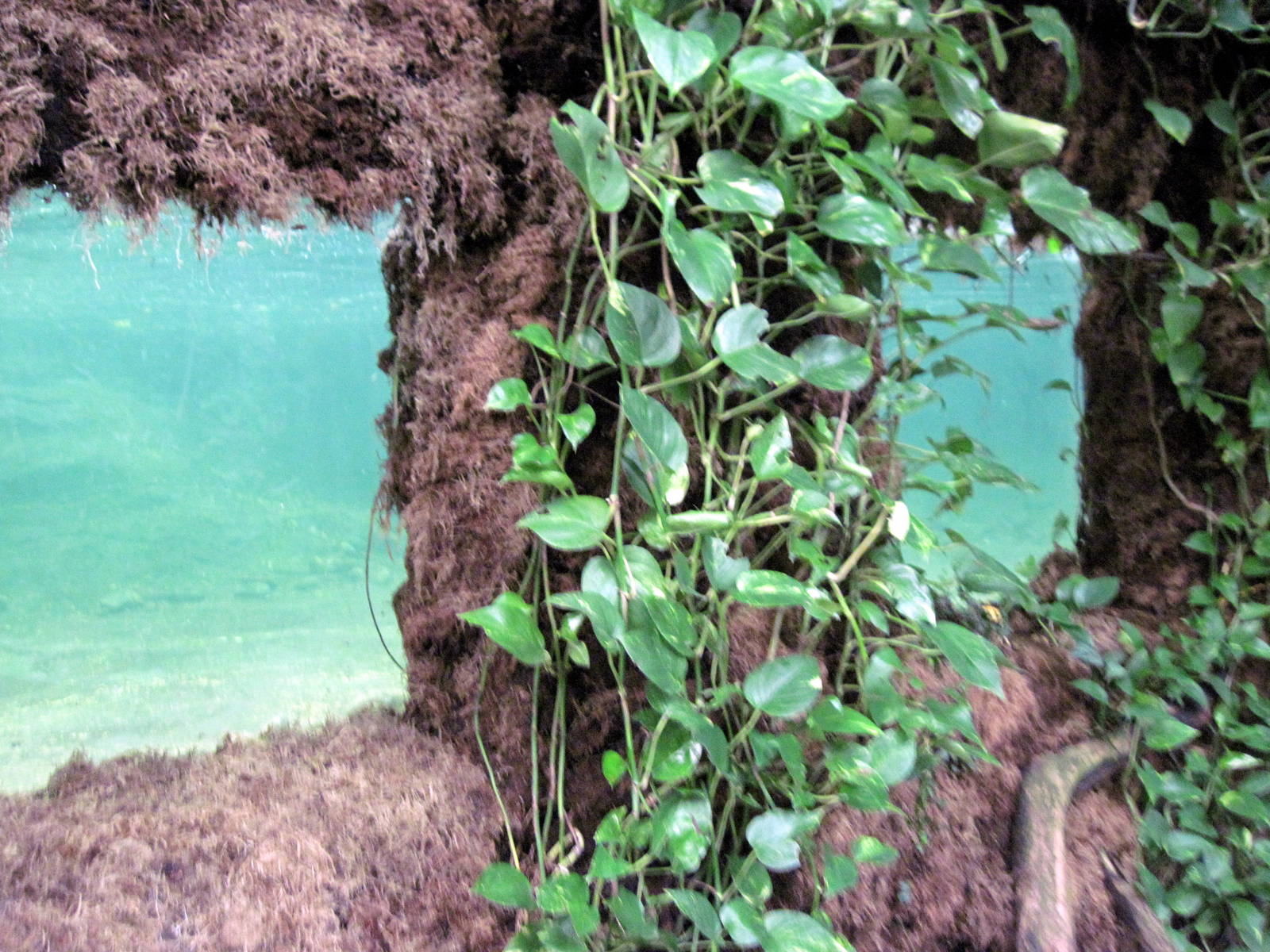 Lied Jungle-Malayan Tapir Underwater Viewing