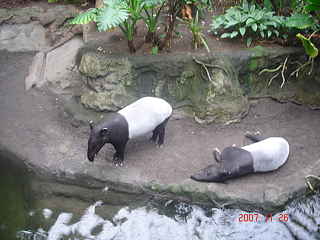 Lied Jungle-Malayan Tapir