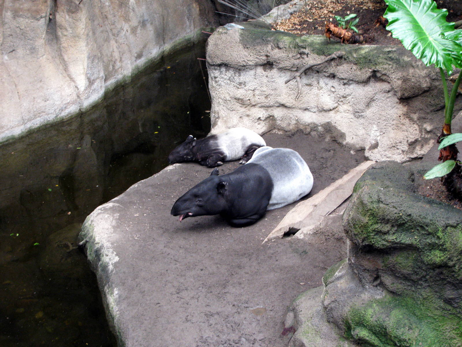 Lied Jungle-Malayan Tapir