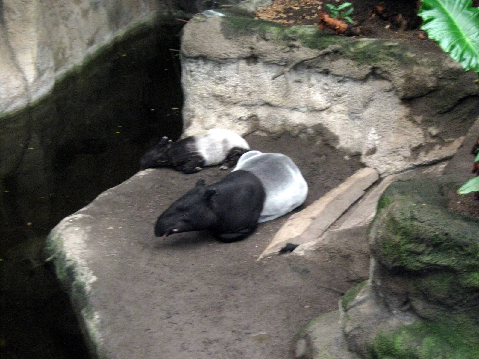 Lied Jungle-Malayan Tapirs