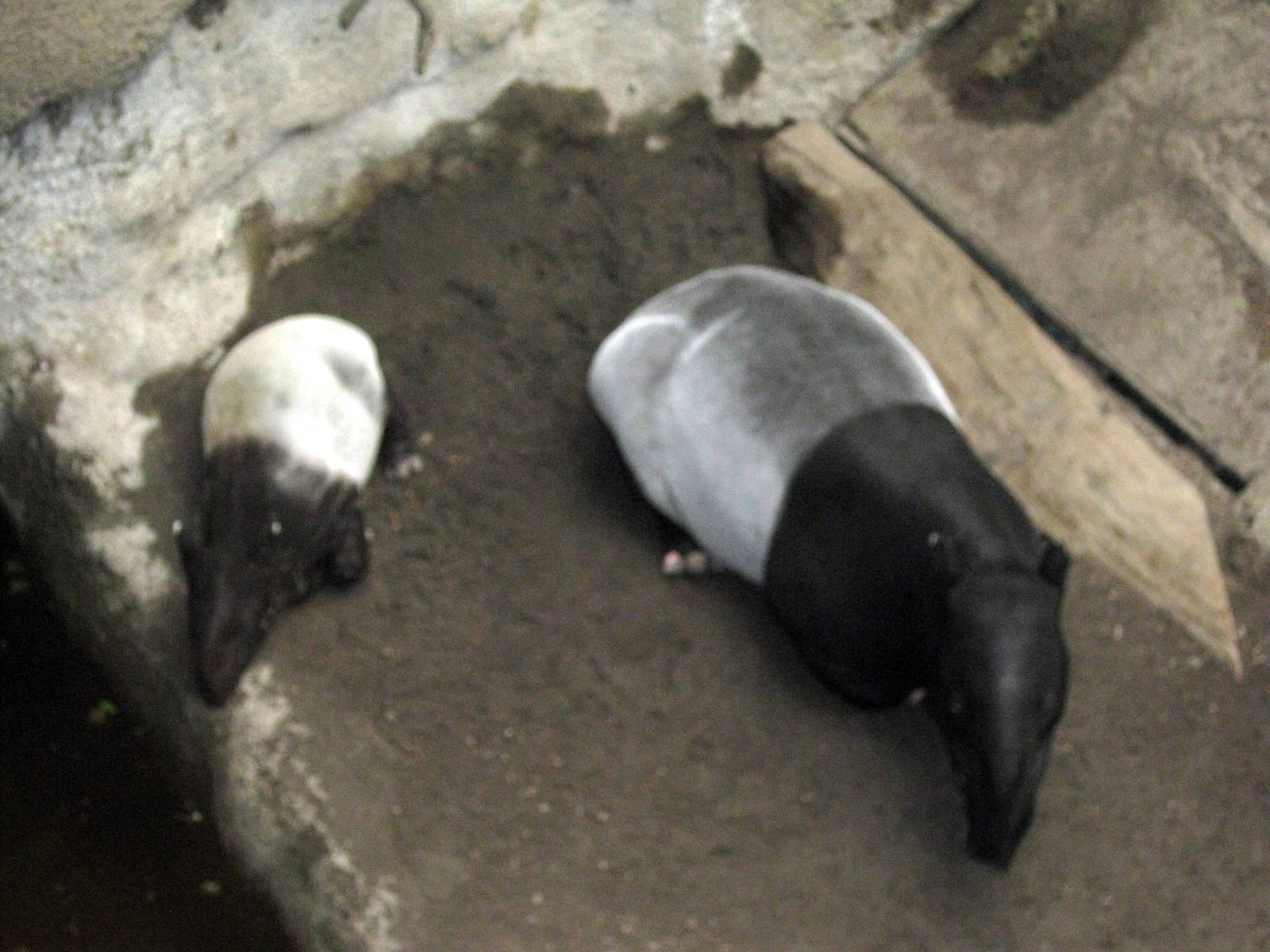 Lied Jungle-Malayan Tapirs