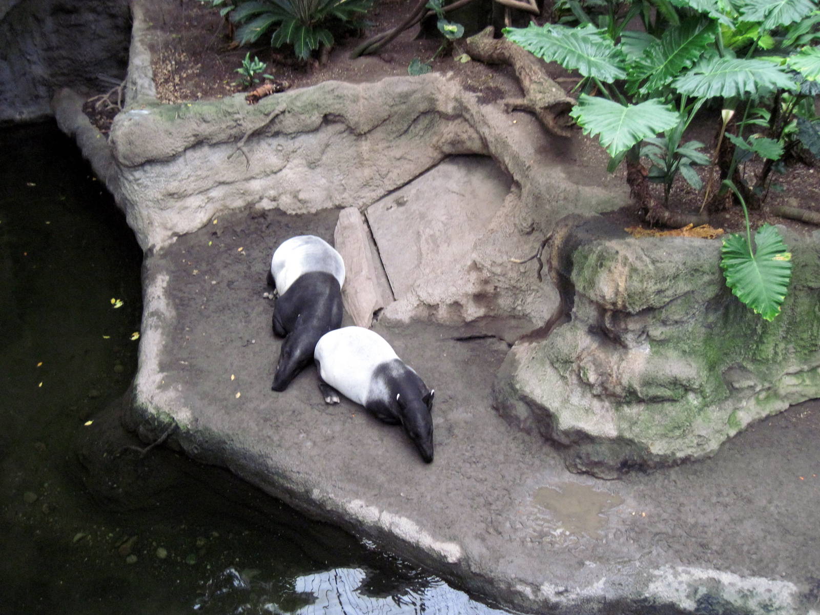 Lied Jungle-Malayan Tapirs