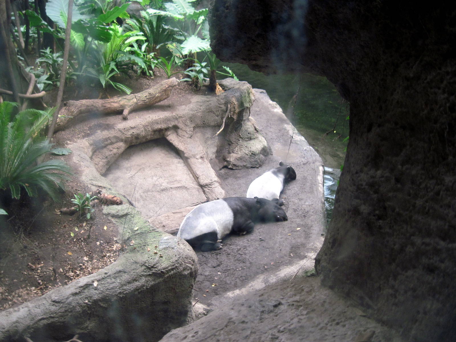 Lied Jungle-Malayan Tapirs