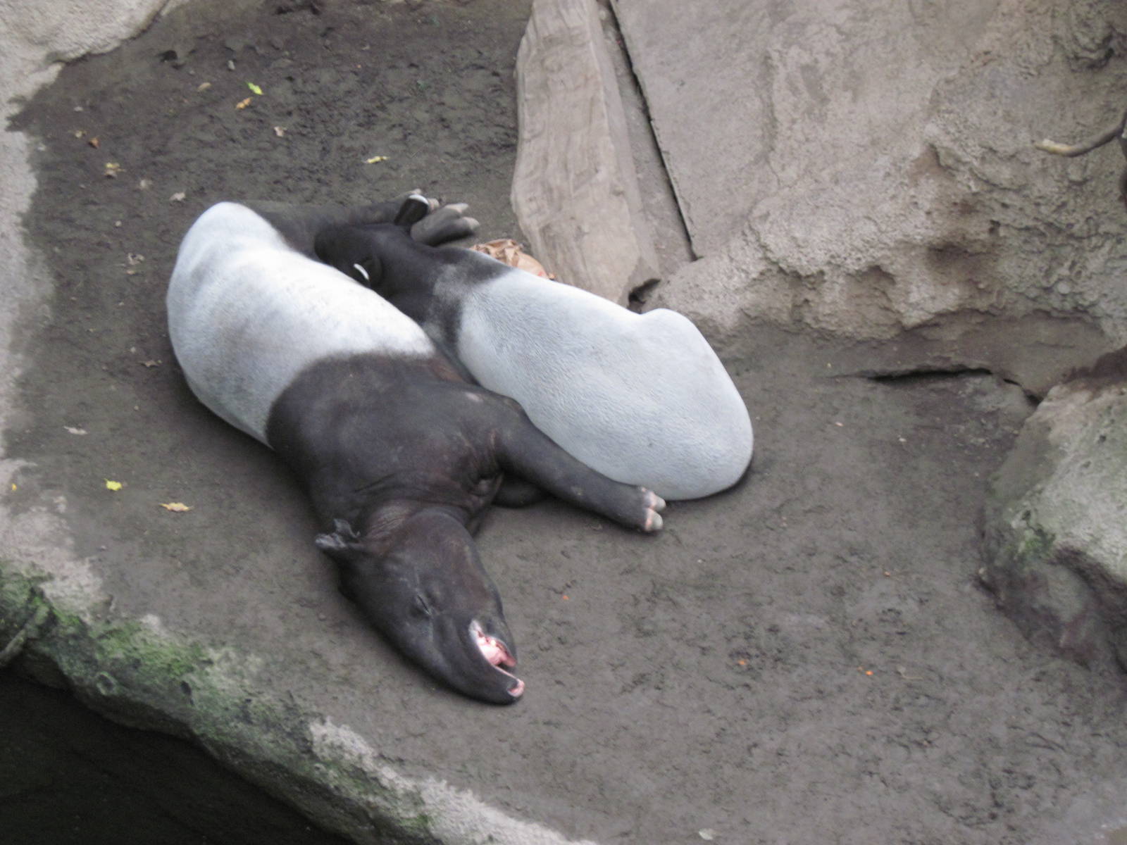 Lied Jungle-Malayan Tapirs