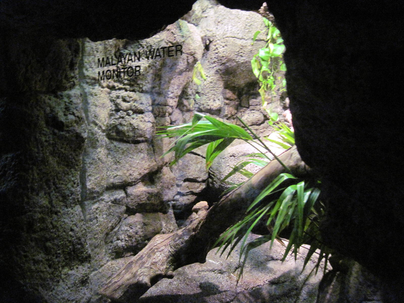 Lied Jungle-Malayan Water Monitor Exhibit