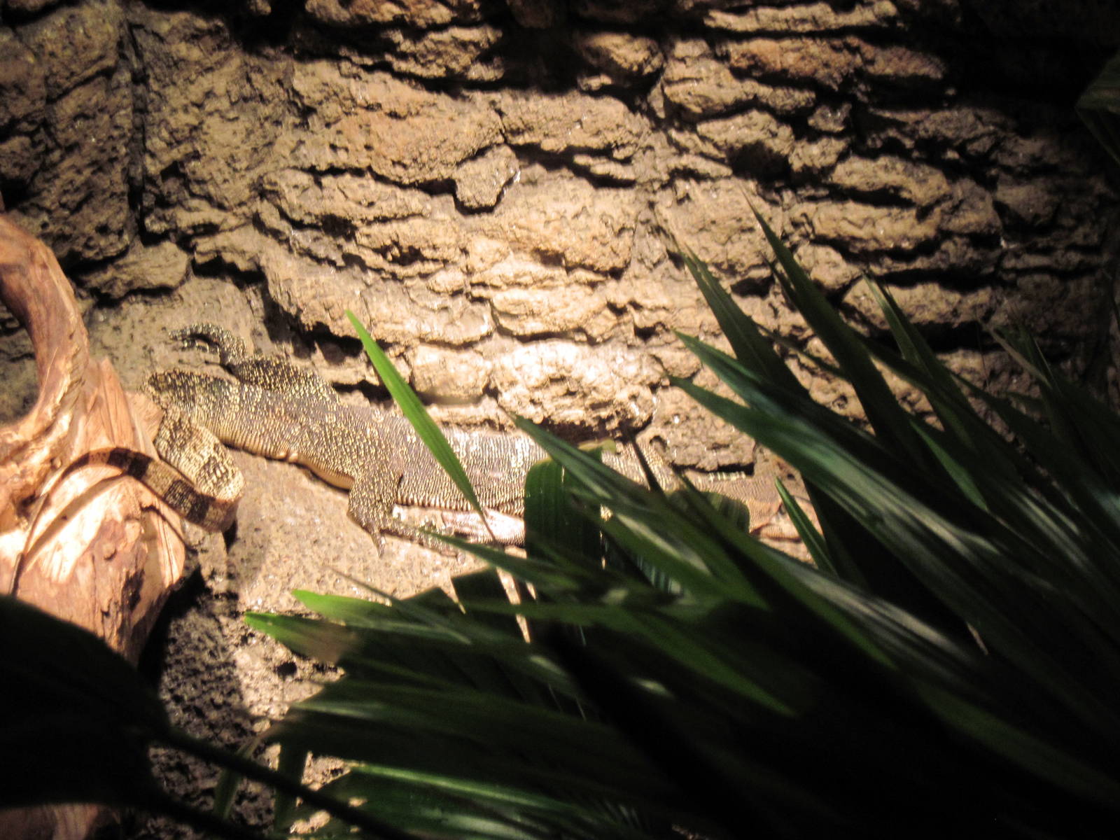 Lied Jungle-Malayan Water Monitor