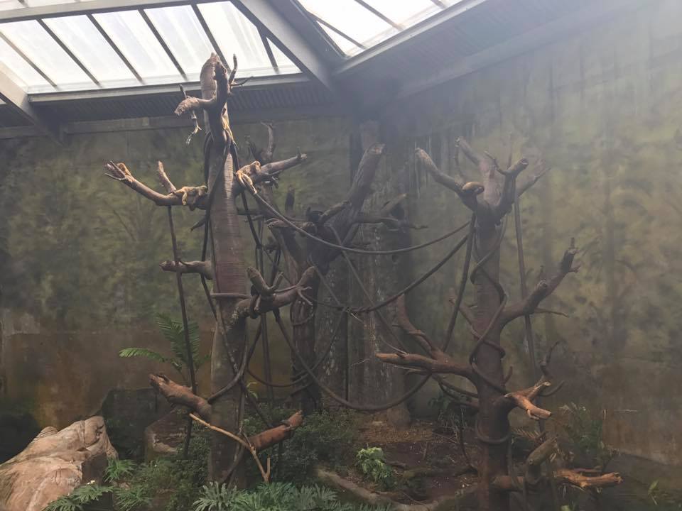 Lied Jungle- New World Primates