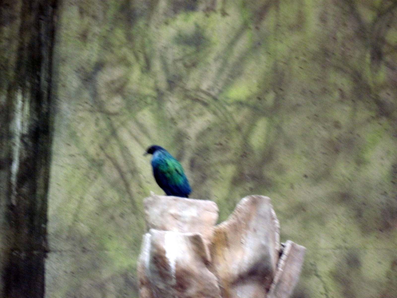 Lied Jungle-Nicobar Pigeon