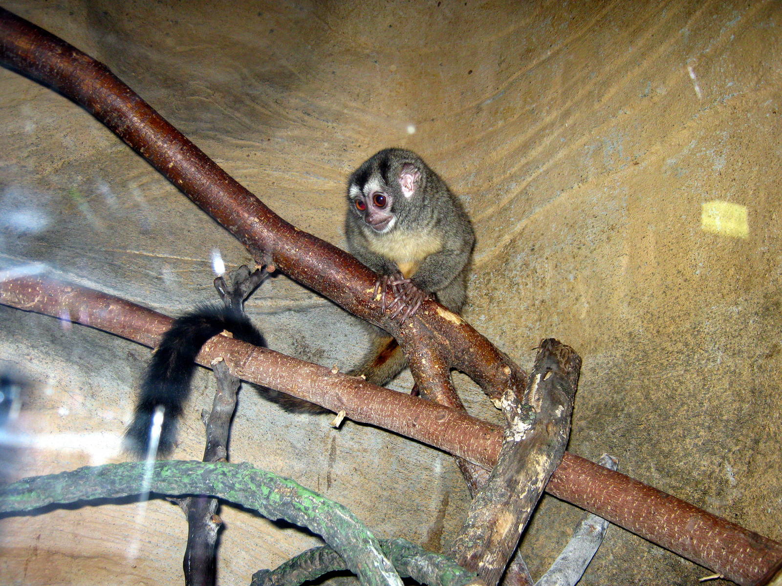 Lied Jungle-Night Monkey