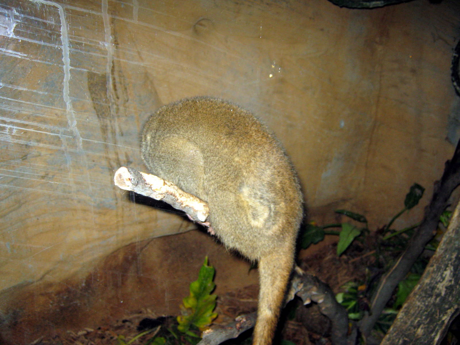 Lied Jungle-Night Monkey