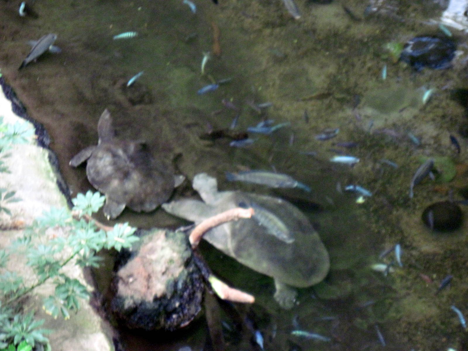 Lied Jungle-Nile Soft-shell Turtles