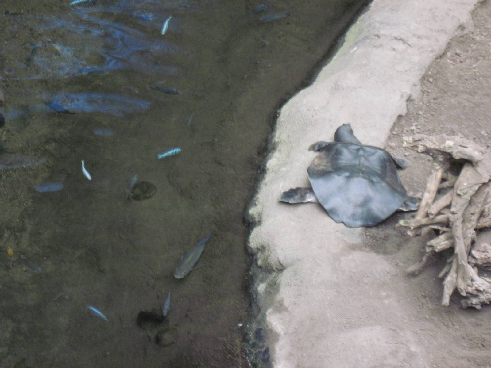 Lied Jungle-Nile Soft-shelled Turtle