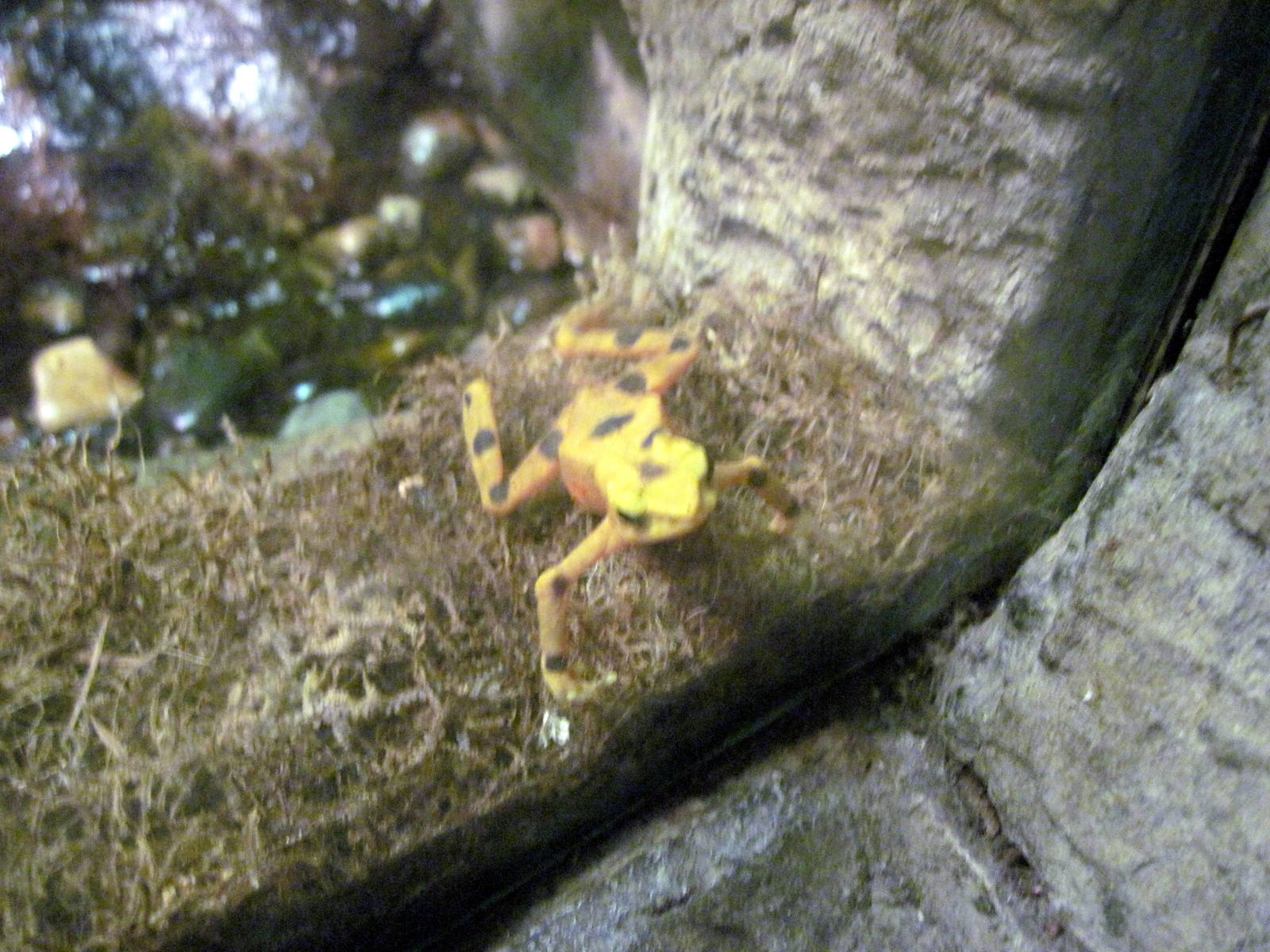 Lied Jungle-Panamanian Golden Frog
