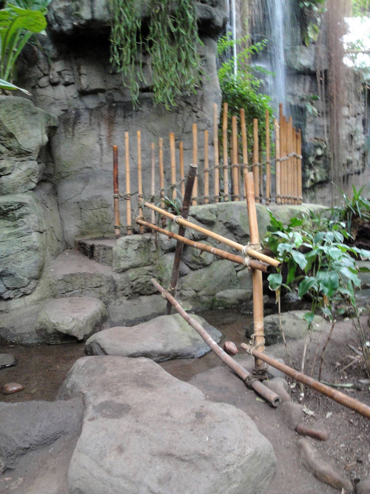 Lied Jungle Pathway