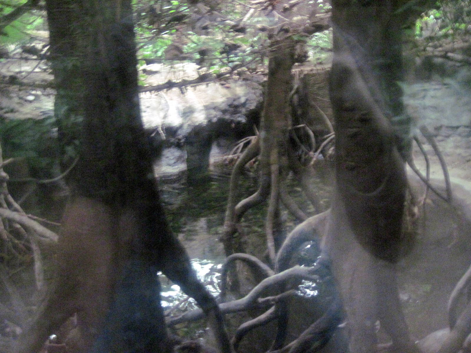 Lied Jungle-Philippine Corocodile Exhibit