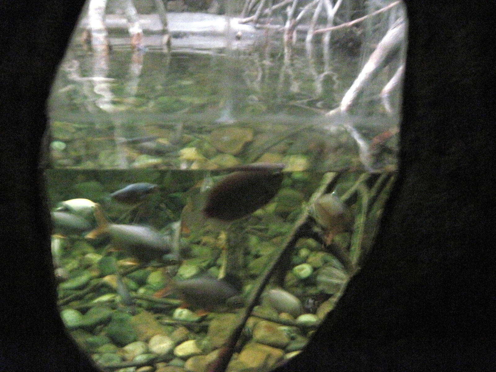 Lied Jungle-Philippine Corocodile Exhibit