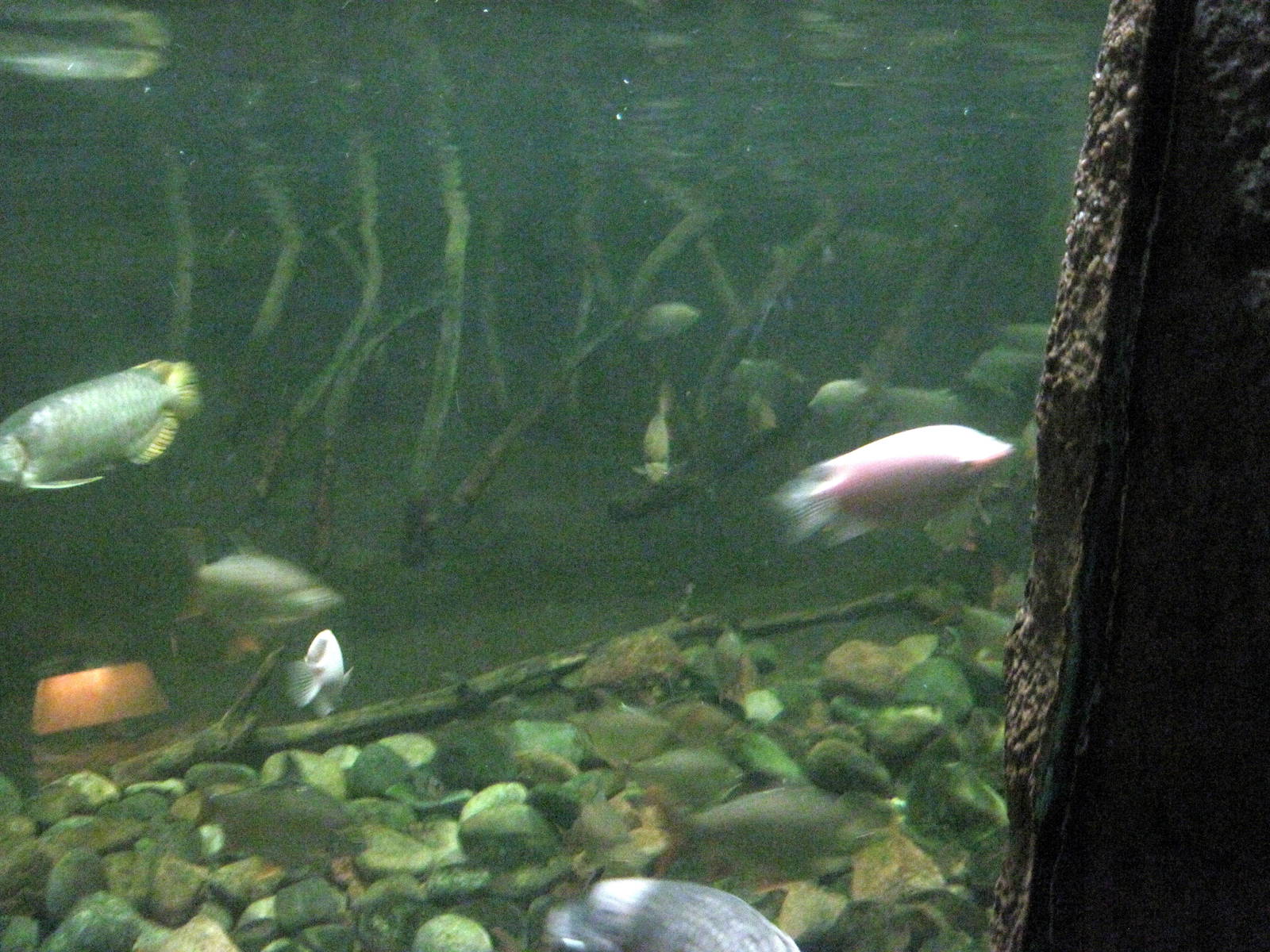 Lied Jungle-Philippine Corocodile Exhibit