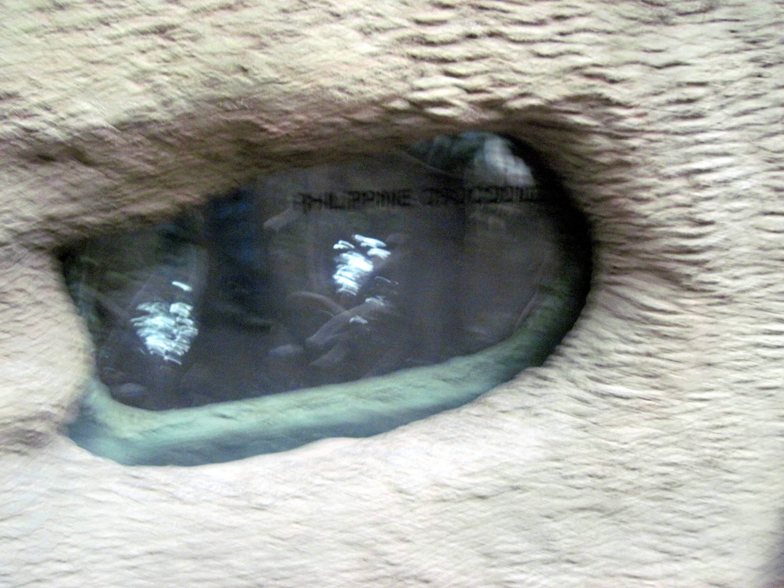 Lied Jungle-Philippine Corocodile Viewing Window