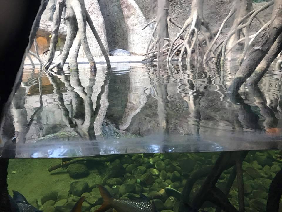 Lied Jungle- Philippine Crocodile