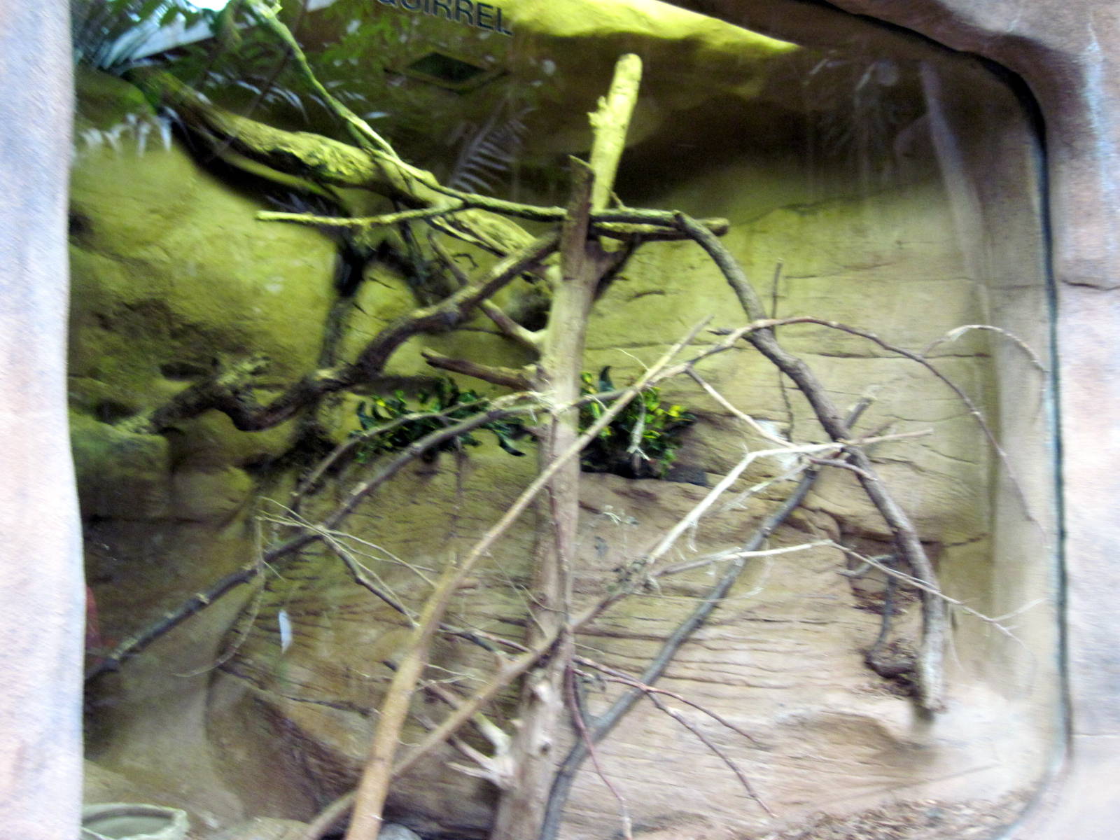 Lied Jungle-Prevost's Squirrel Exhibit