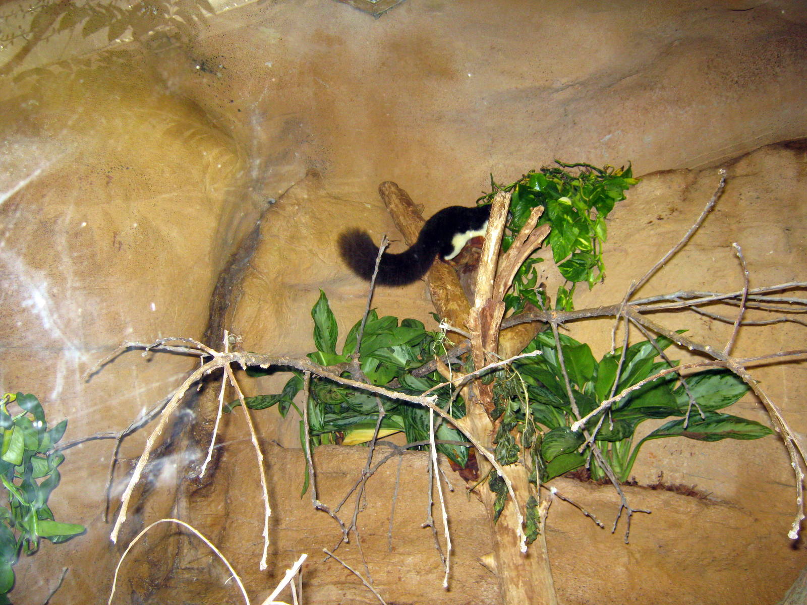 Lied Jungle-Prevost's Squirrel