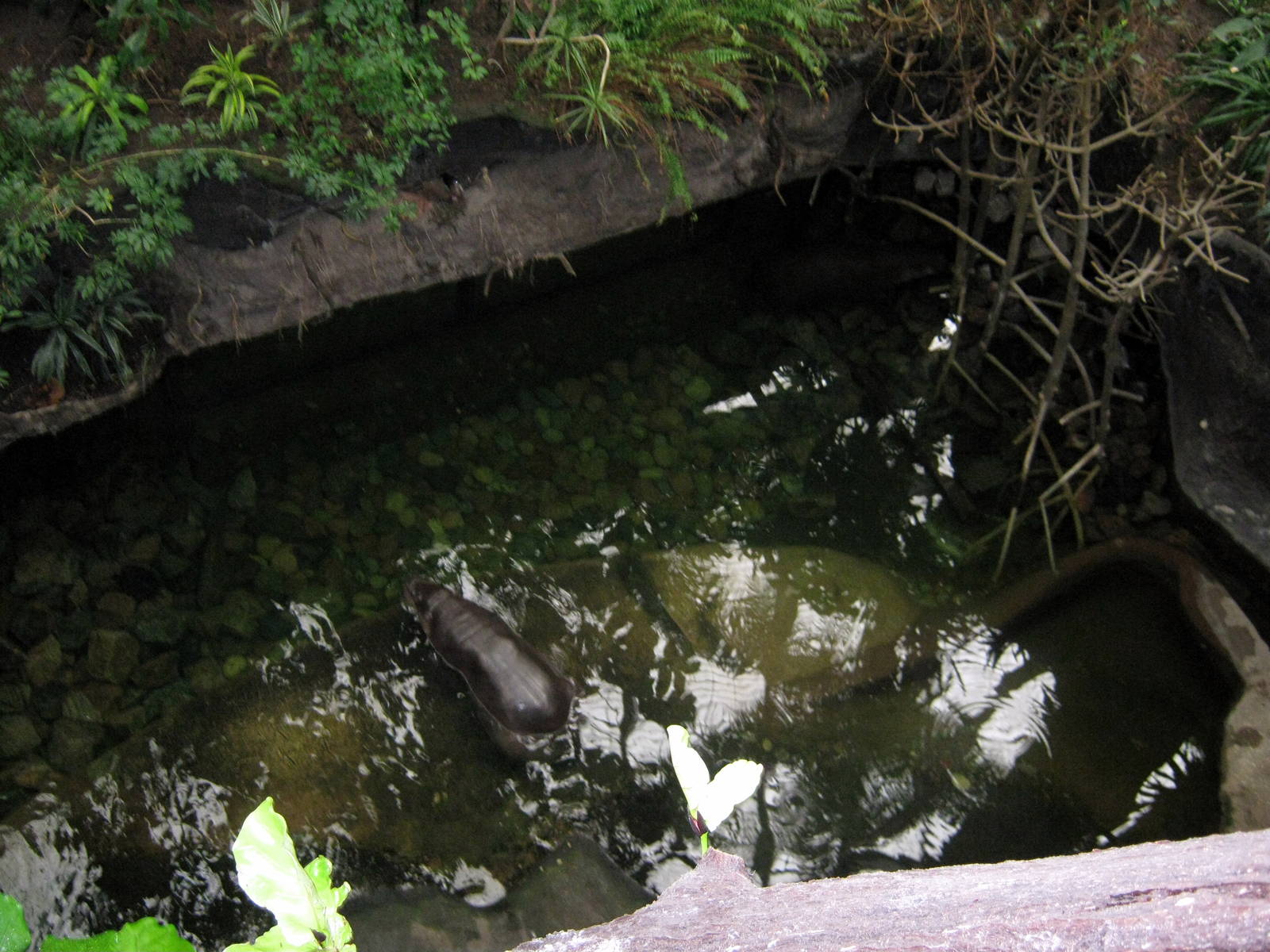 Lied Jungle-Pygmy Hippo Exhibit