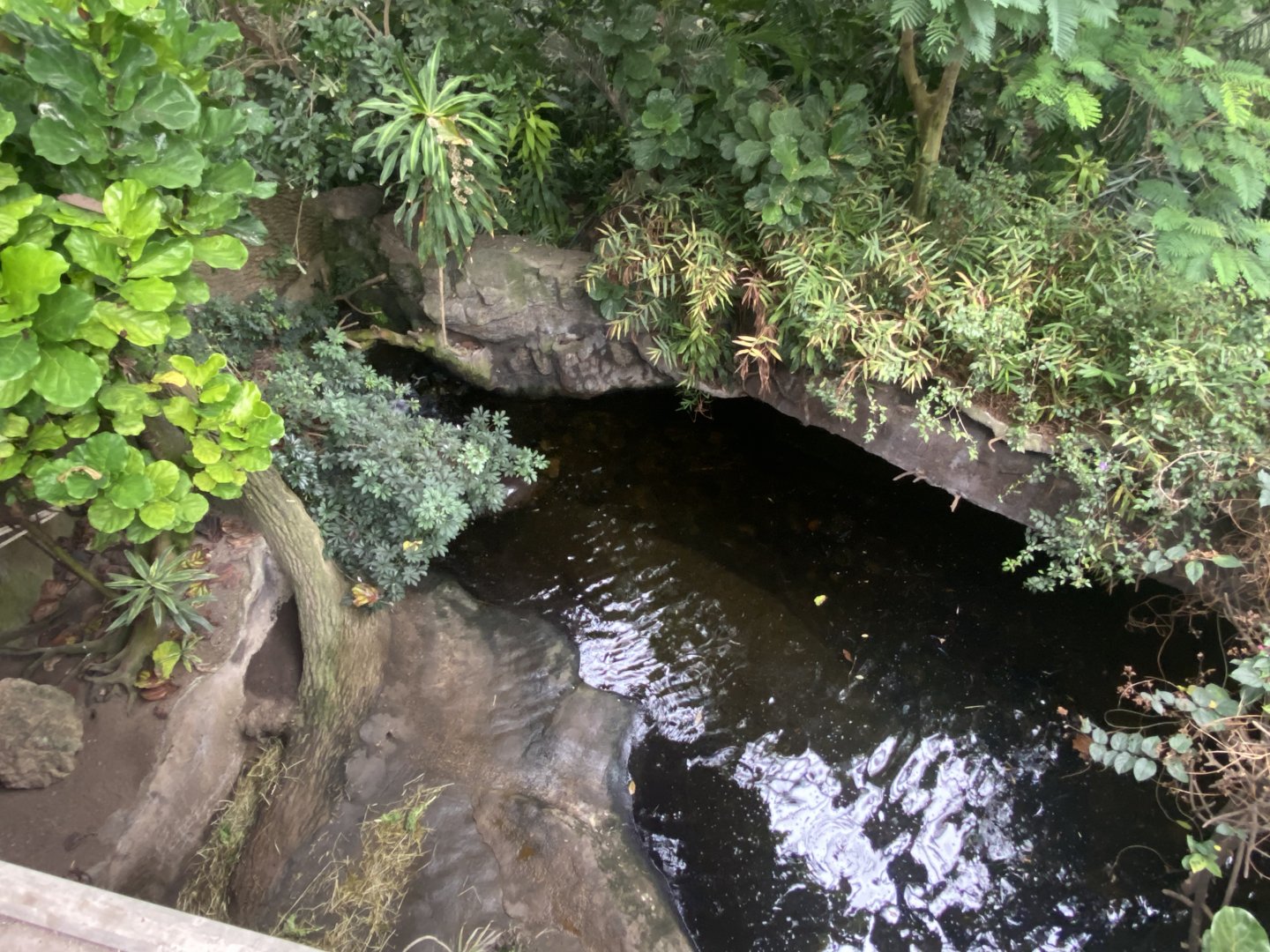 Lied Jungle - Pygmy Hippo Exhibit
