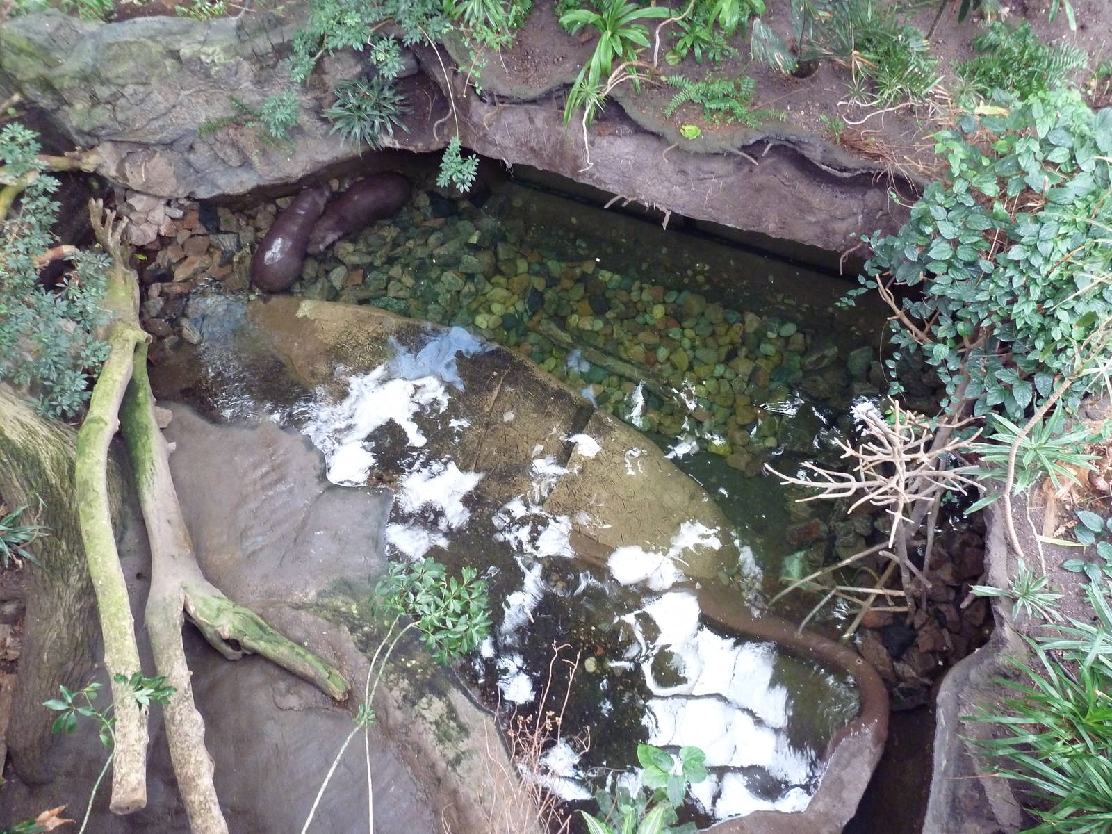 Lied Jungle - Pygmy Hippo Pool