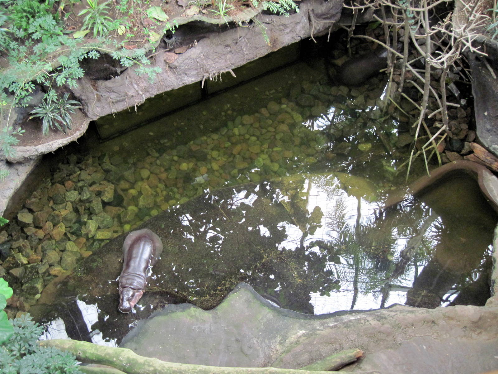 Lied Jungle-Pygmy Hippopotamus Exhibit