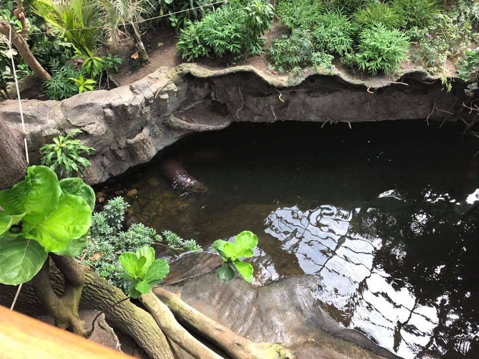 Lied Jungle- Pygmy Hippopotamus