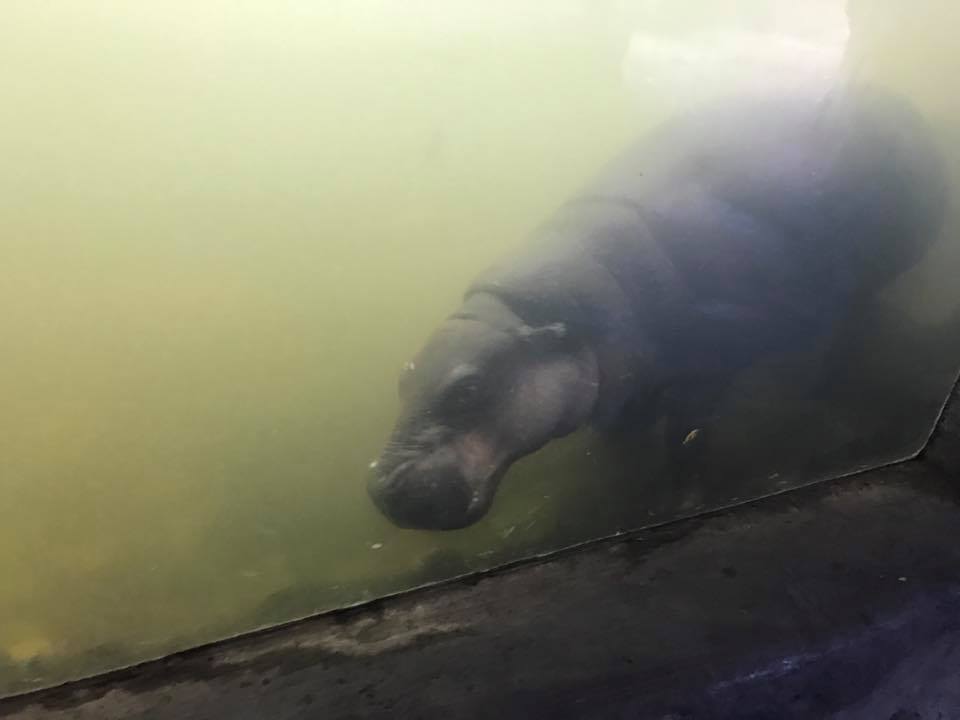 Lied Jungle- Pygmy Hippopotamus