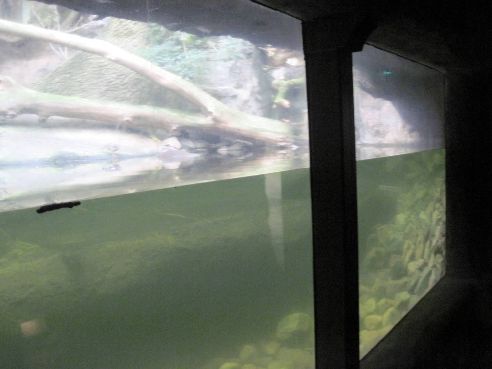Lied Jungle-Pygmy Hippopotamuses Underwater Viewing