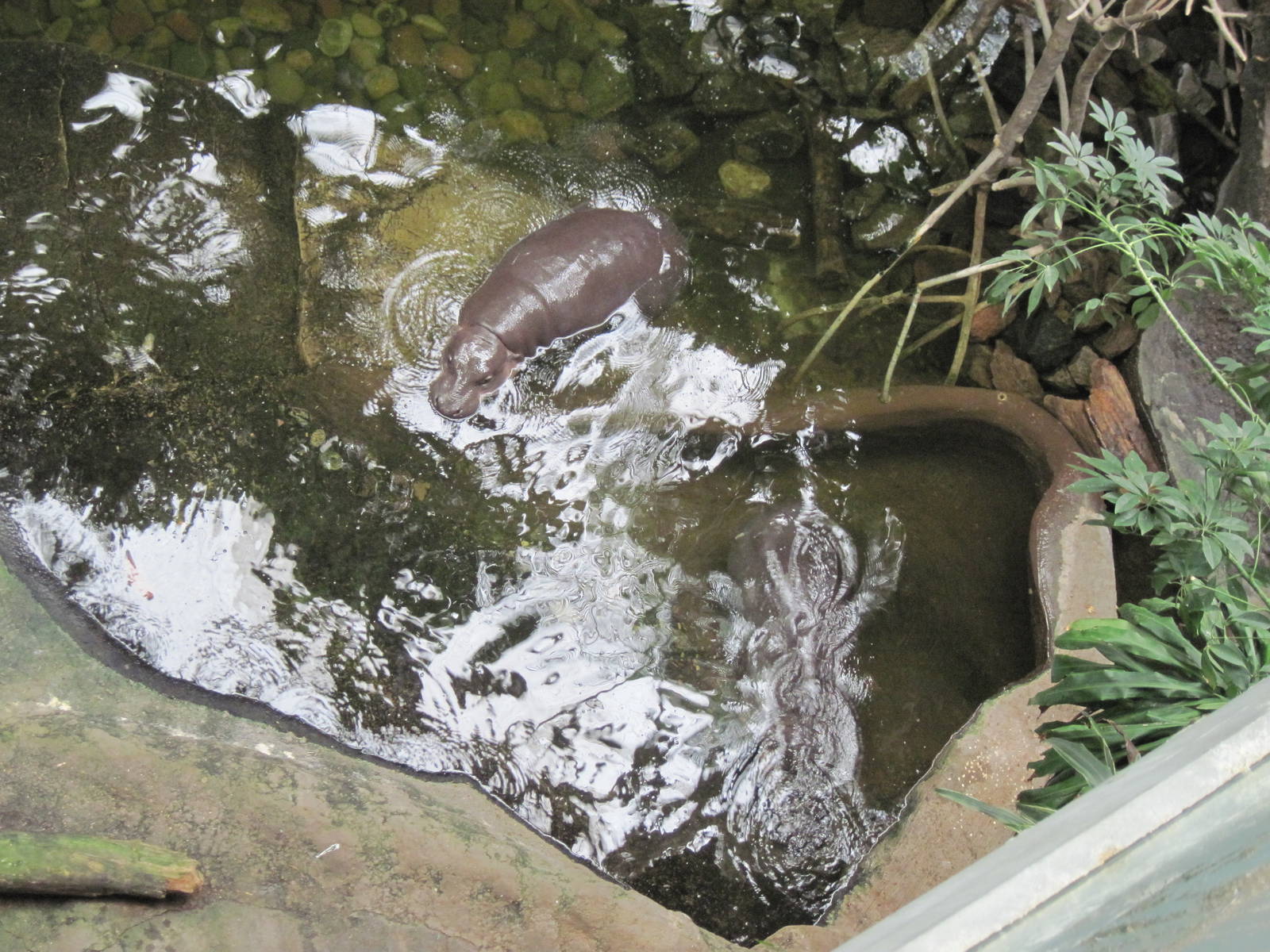 Lied Jungle-Pygmy Hippos