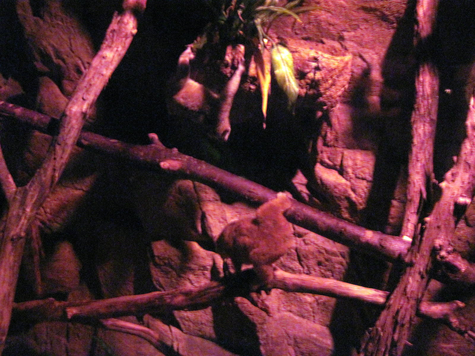 Lied Jungle-Pygmy Slow Lorises