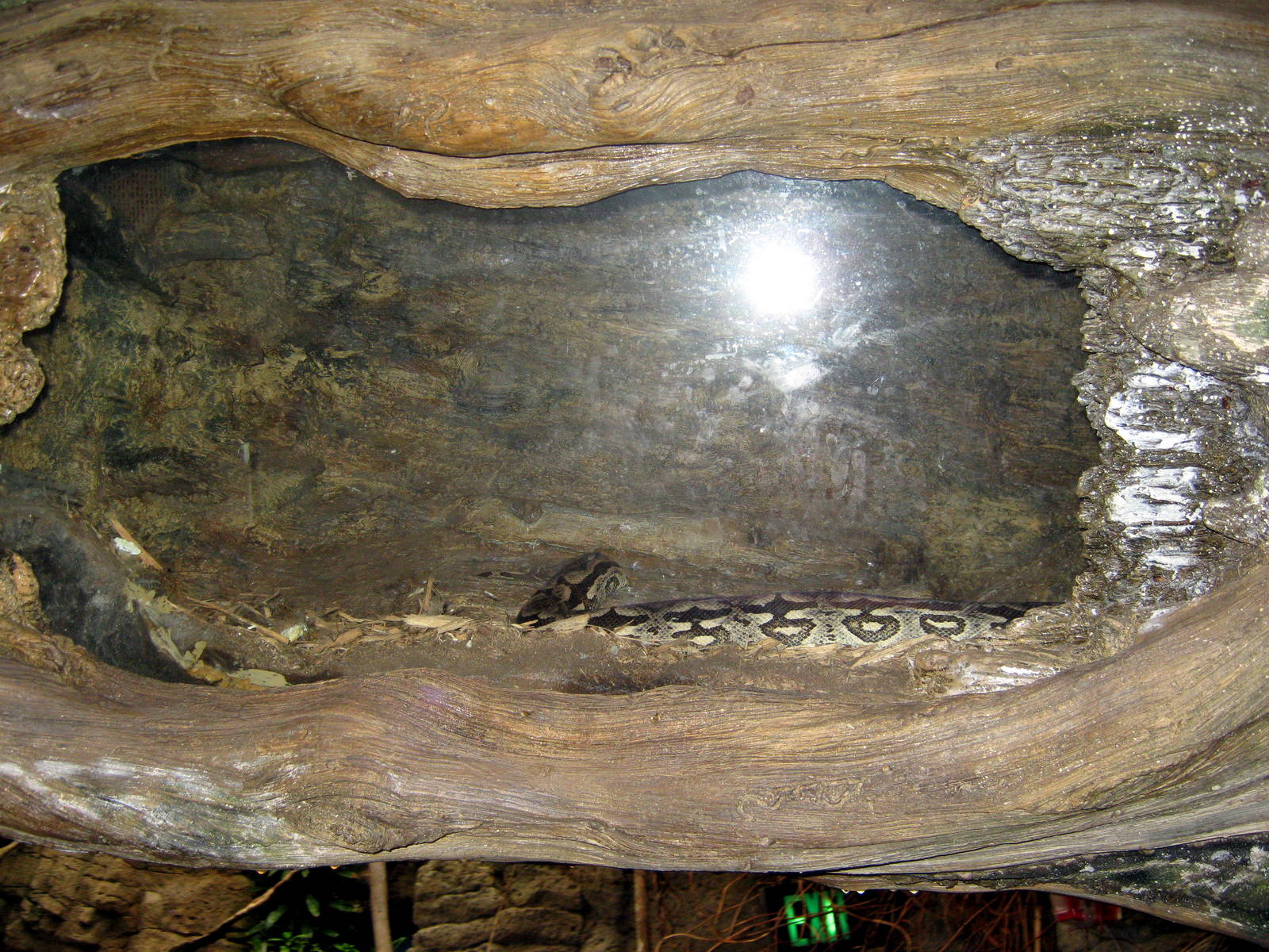 Lied Jungle-Python Exhibit