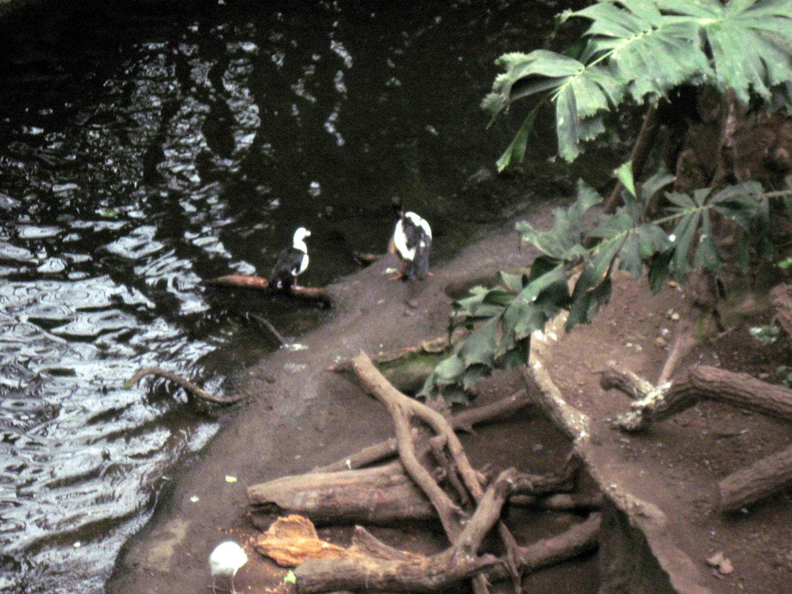 Lied Jungle-Radjah Shelduck/Magpie Goose