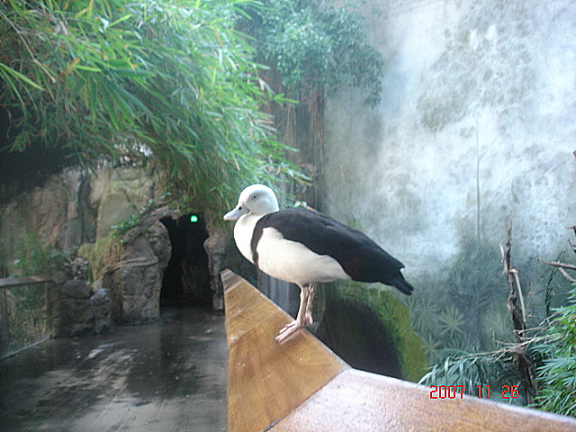 Lied Jungle-Radjah Shelduck