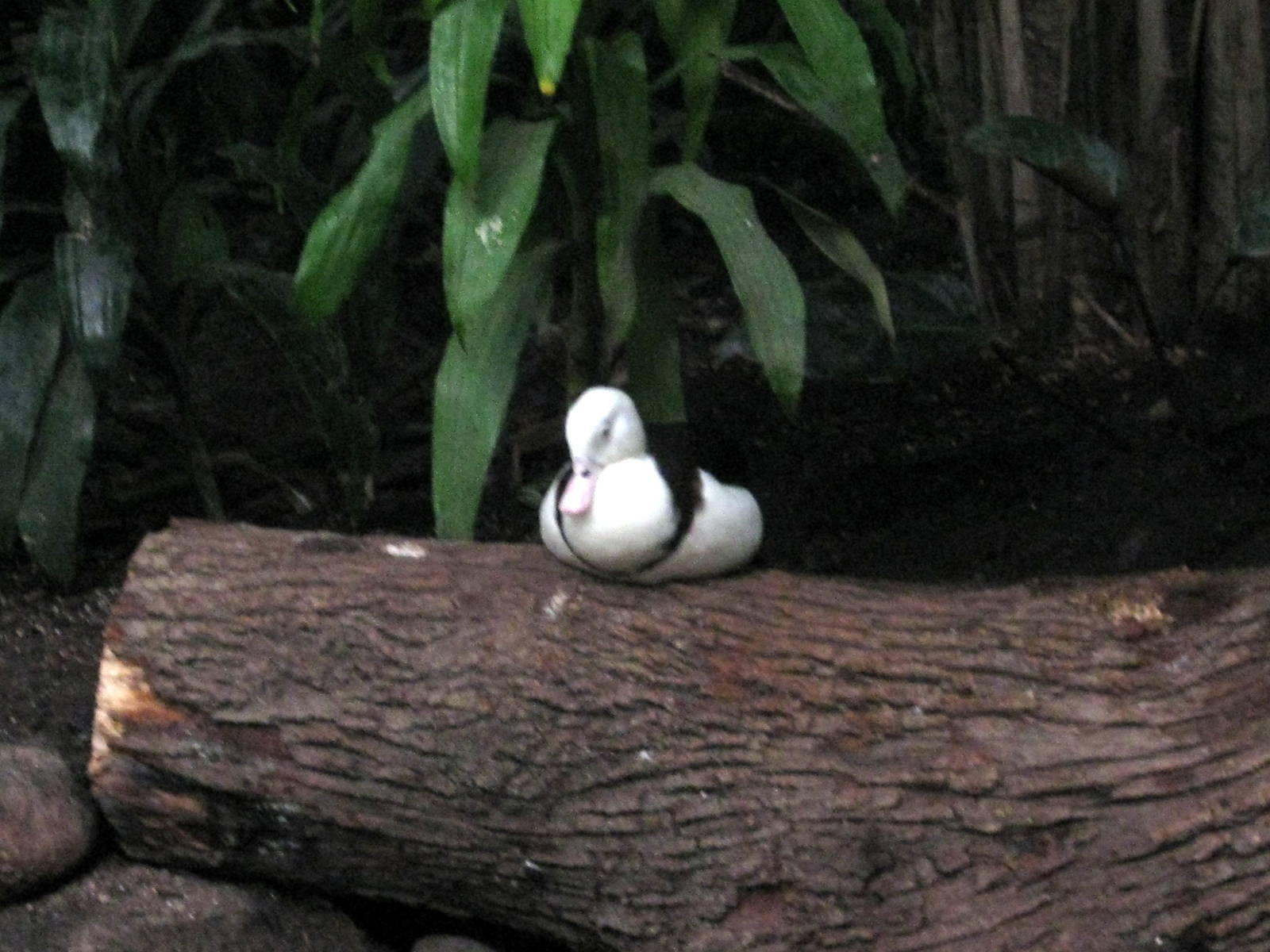 Lied Jungle-Radjah Shelduck