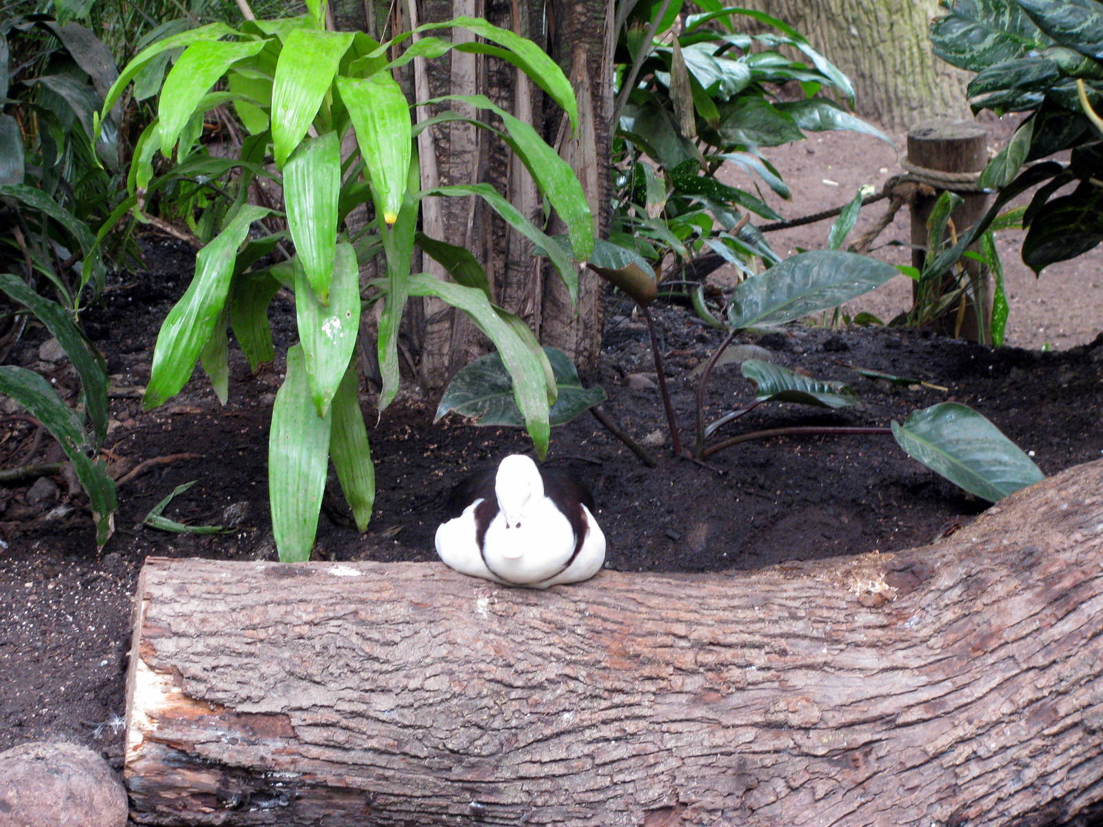 Lied Jungle-Radjah Shelduck