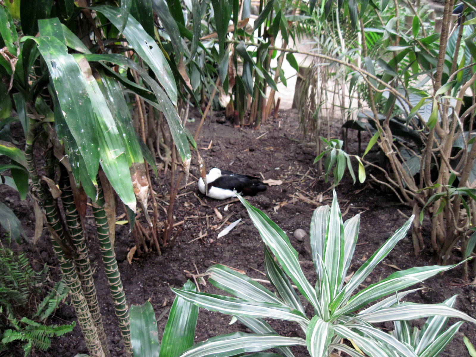 Lied Jungle-Radjah Shelduck